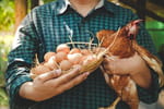 Pénuries sur les œufs : voici combien de poules adopter chez soi pour consommer deux œufs par jour