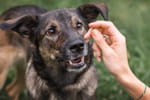 Selon la justice, la victime d'une attaque de chien ne peut pas agir contre le propriétaire dans ces cas précis