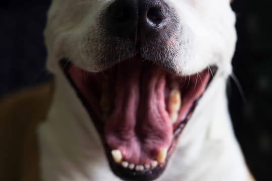 Selon la justice, la victime d'une morsure de chien ne peut pas agir contre le propri&eacute;taire si elle a commis cette imprudence